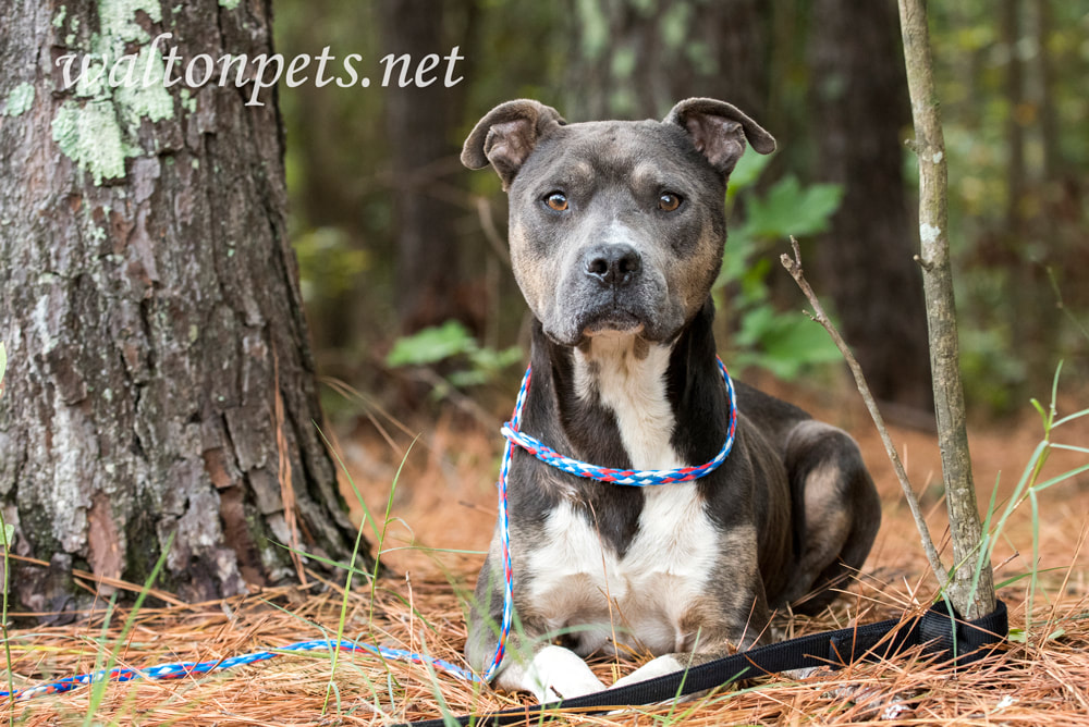 Pitbull dog laying down outside on leash next to a tree Picture