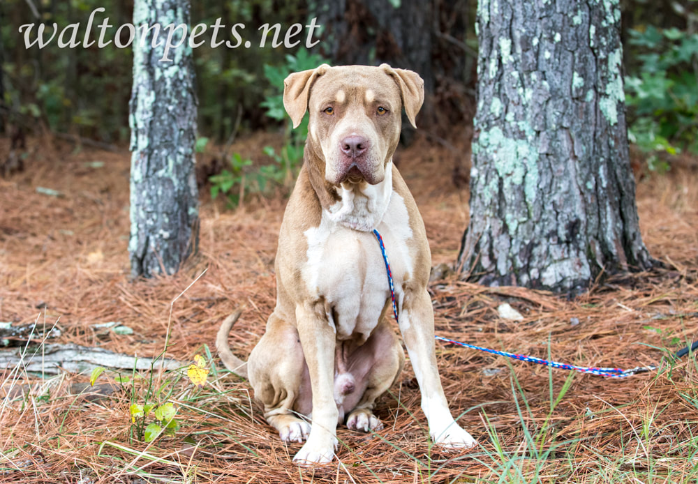 Big unneutered male Shar Pei and American Bulldog mix breed dog tied on leash outside Picture
