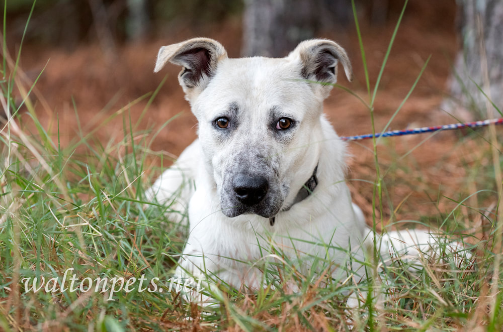 Young white shepherd mix dog mutt laying down outside on leash Picture
