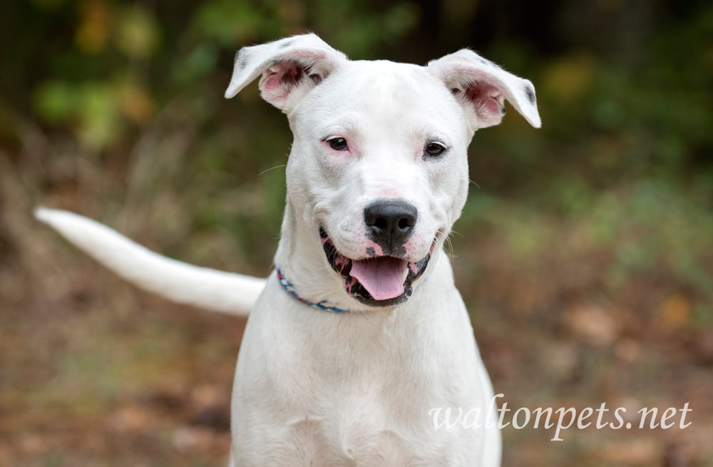 Happy white pitbull puppy dog Picture