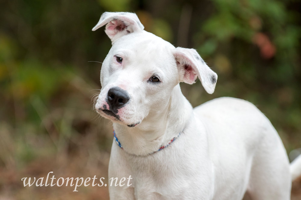 Playful white Pit Bull Terrier mix puppy dog outside panting tongue Picture