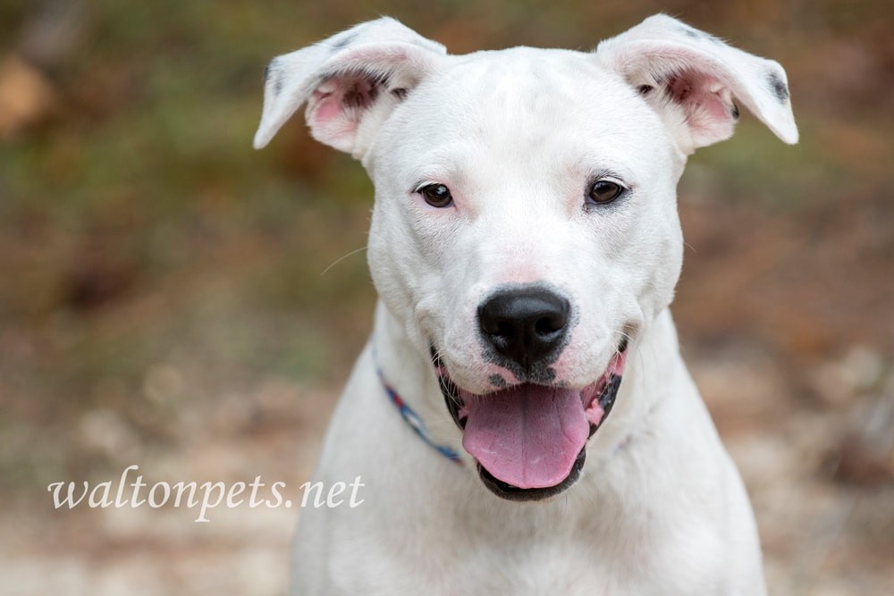 Playful white Pit Bull Terrier mix puppy dog outside panting tongue Picture