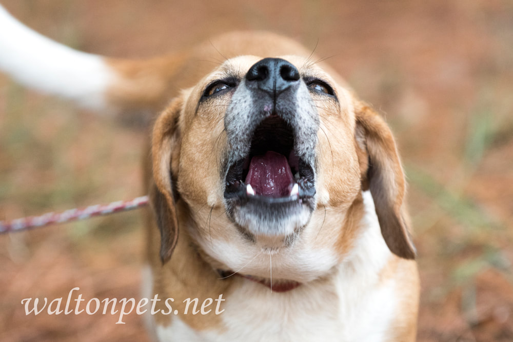 Barking Beagle Dog Picture