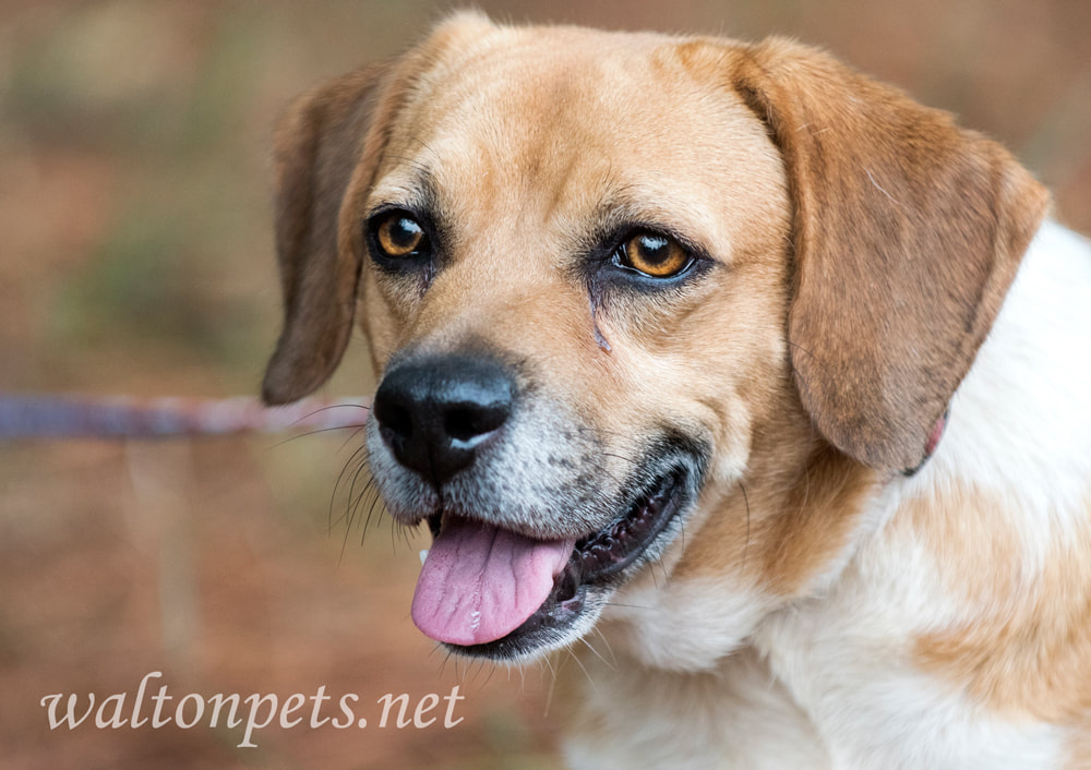 Beagle dog on leash panting portrait profile Picture