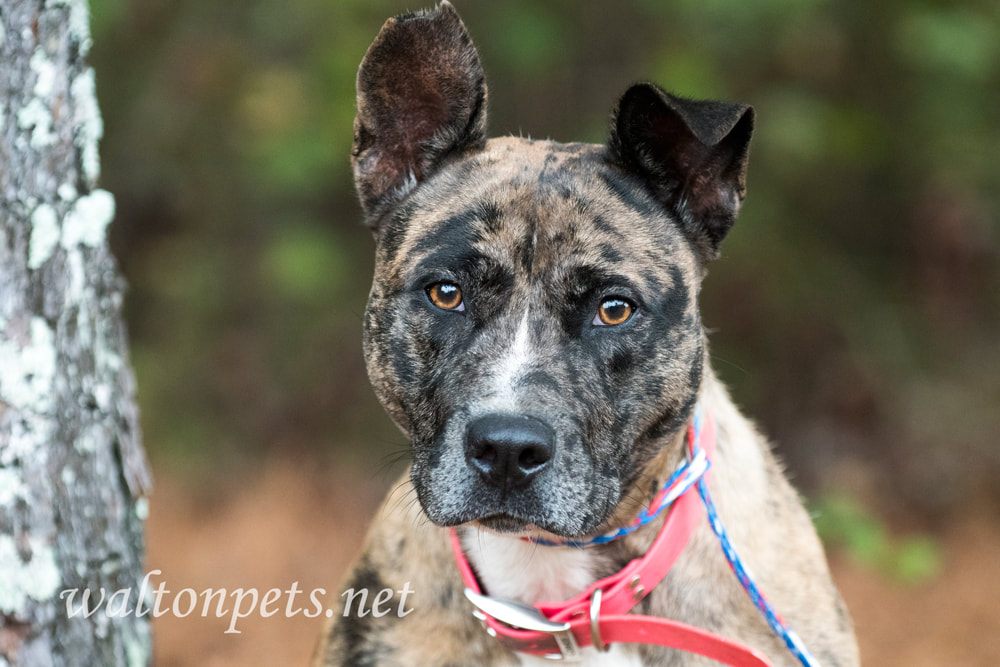 Merle Catahoula and Heeler mix breed dog with pink collar Picture