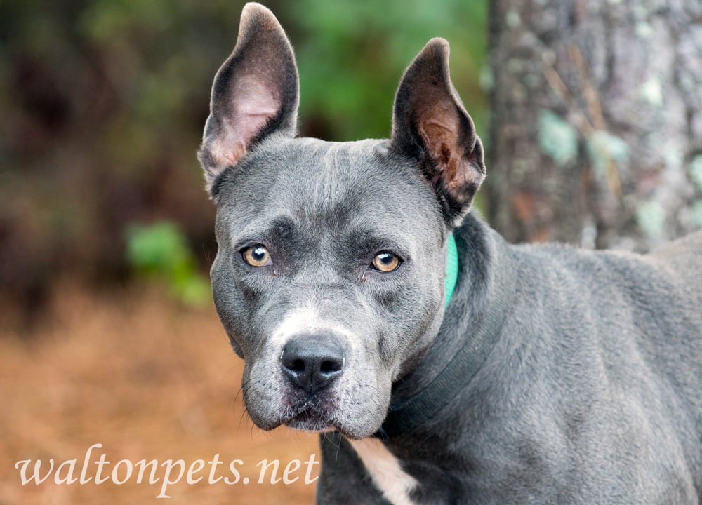 Old blue and white bluenose American Pitbull Terrier Picture