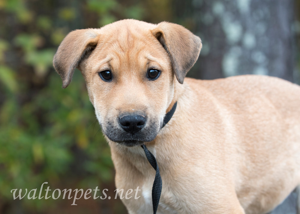 Lab mix breed mutt puppy dog Picture