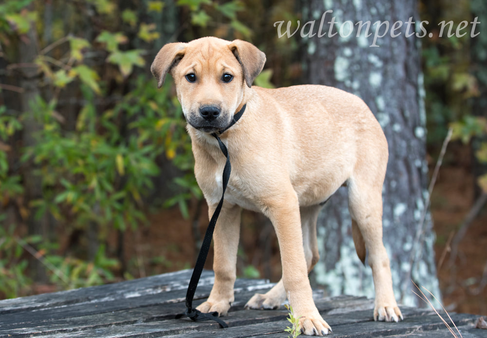 Lab mix breed mutt puppy dog outside on leash Picture