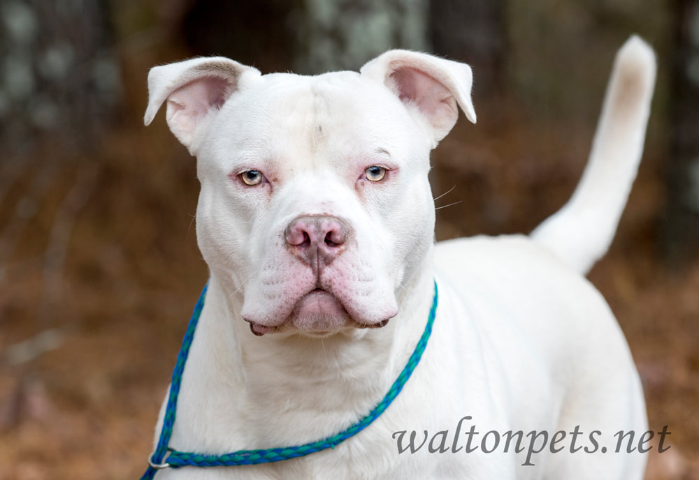 White American Pitbull Terrier dog portrait Picture