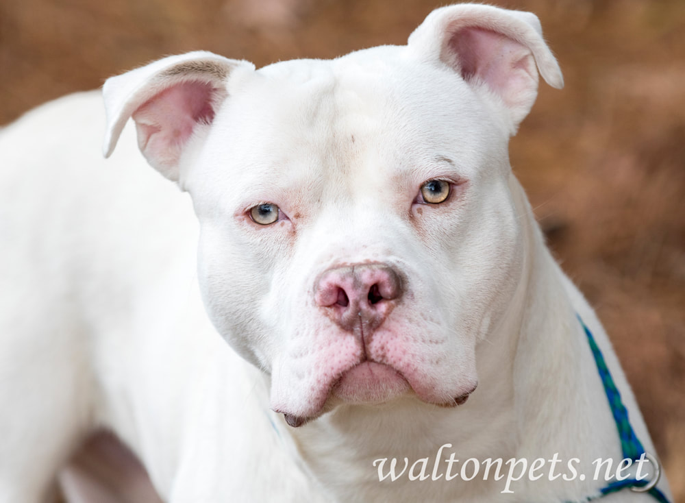 White American Pitbull Terrier dog portrait Picture
