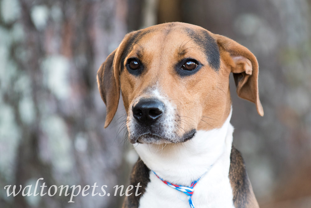 Foxhound Treeing Walker Coonhound hound dog with floppy ears Picture