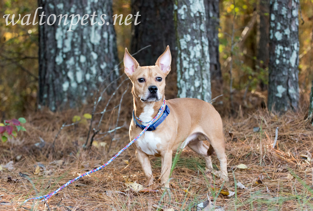 Chihuahua mix breed dog with pointy ears outside on leash Picture