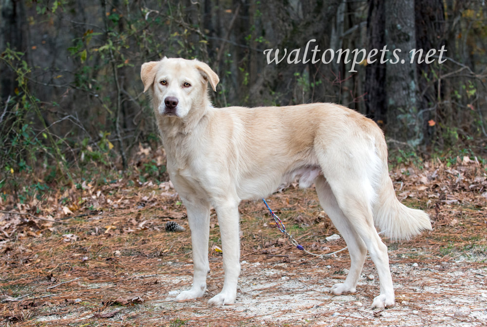 Golden Retriever and Shepherd mix breed dog outside Picture