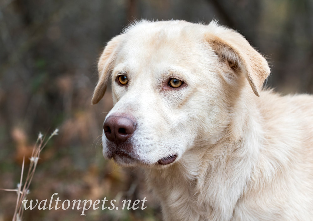 Golden Retriever and Shepherd mix breed dog outside Picture