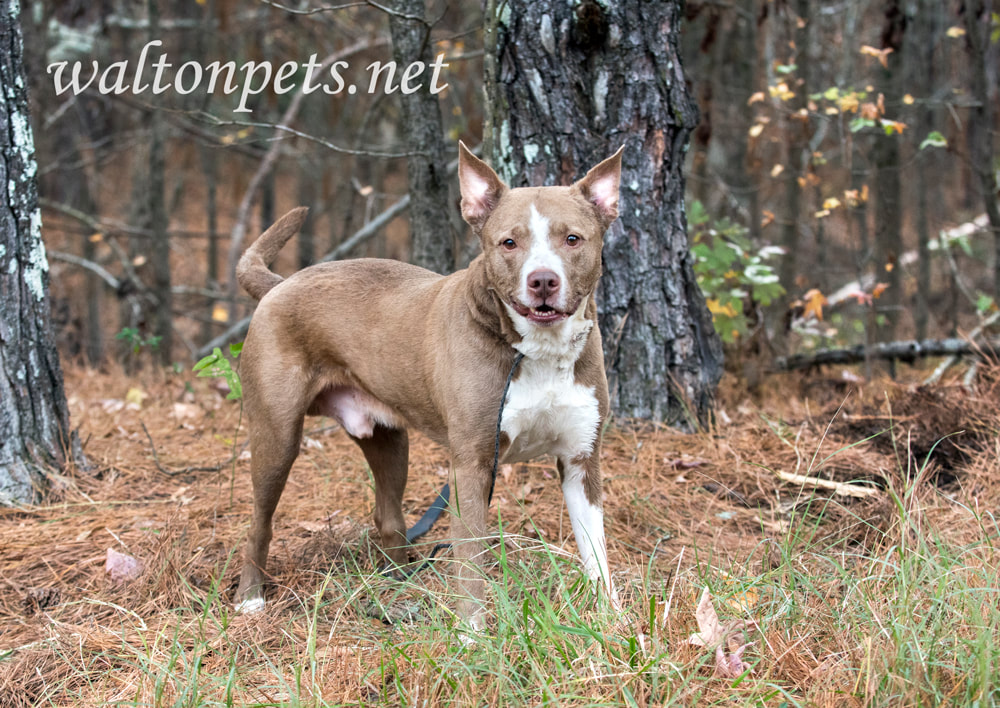 Happy older neutered male Pitbull Terrier mix breed dog Picture