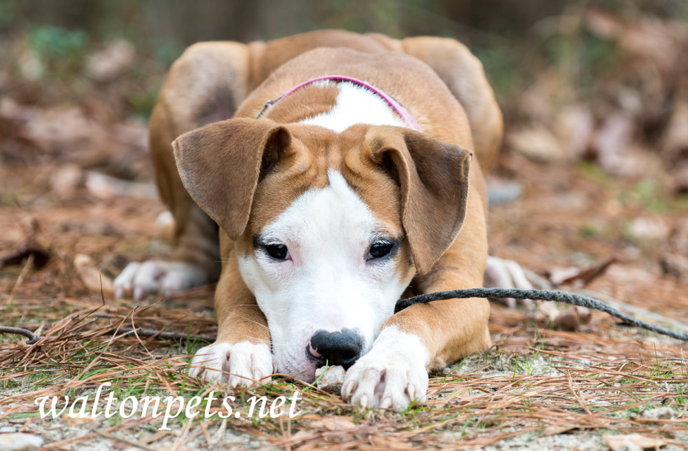 Cute puppy outside on leash wagging tail Picture