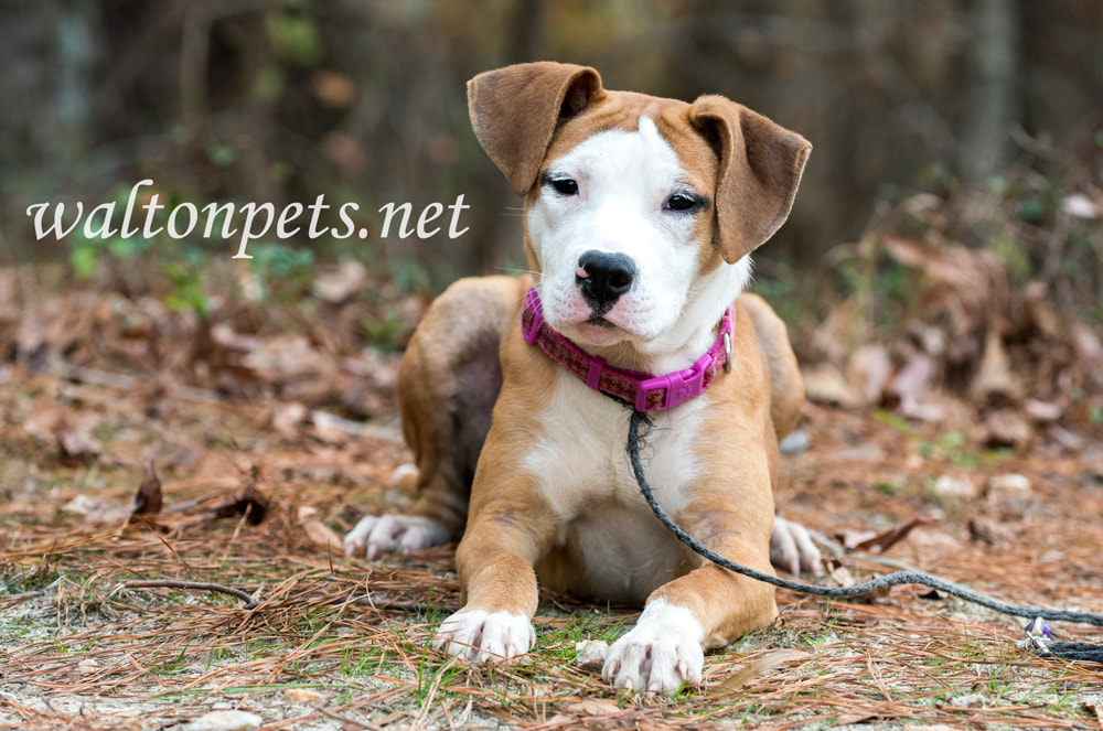 Cute puppy outside on leash wagging tail Picture