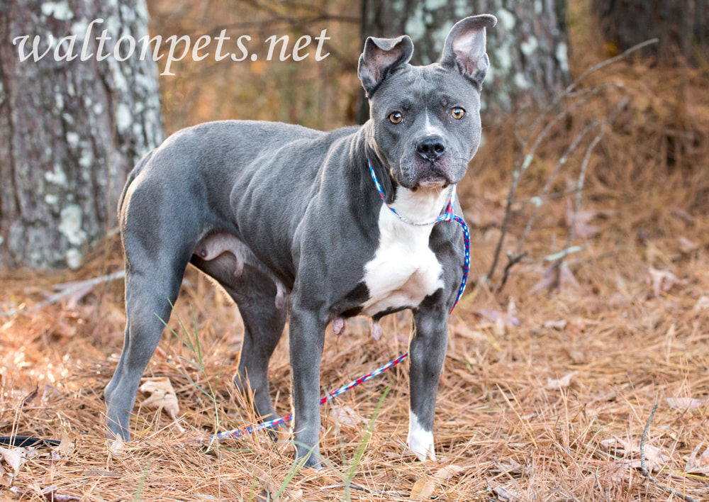 Female gray and white bluenose American Pitbull Terrier Picture