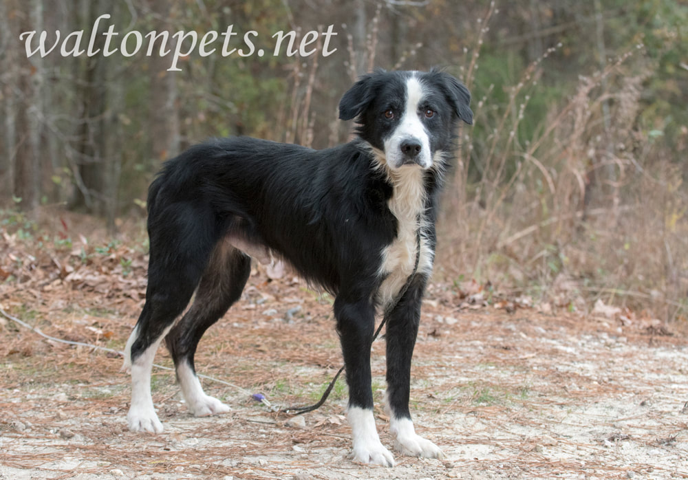 Sad senior black and white male Border Collie mix breed dog outside on leash Picture