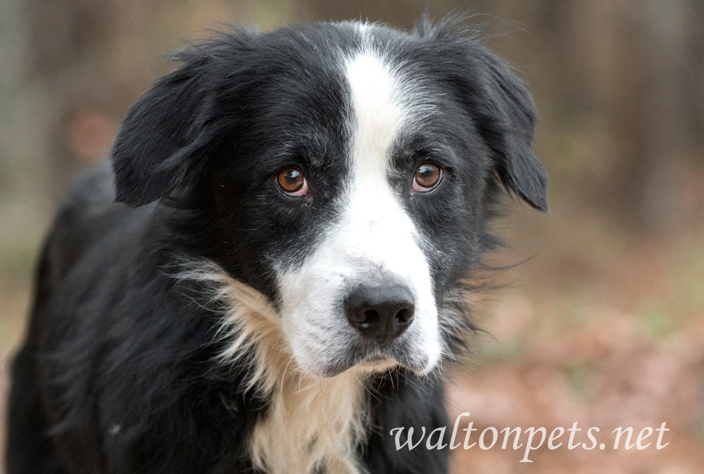 Sad senior black and white male Border Collie mix breed dog outside on leash Picture