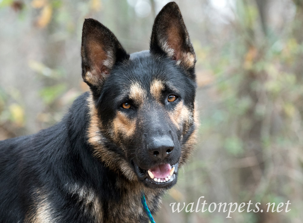 German Shepherd police K9 dog portrait Picture