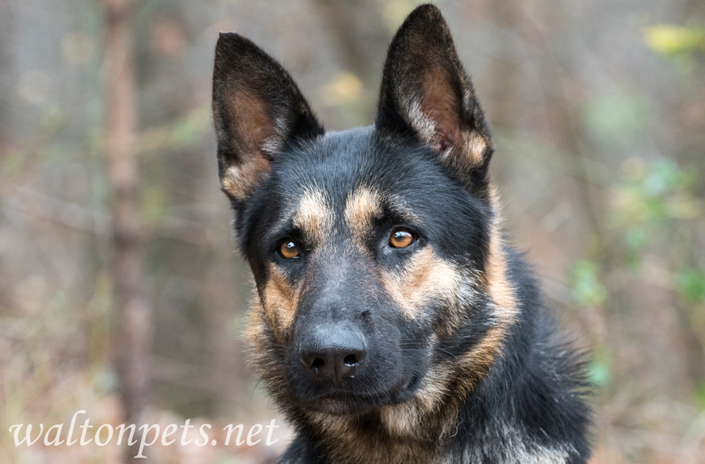 German Shepherd police K9 dog portrait Picture