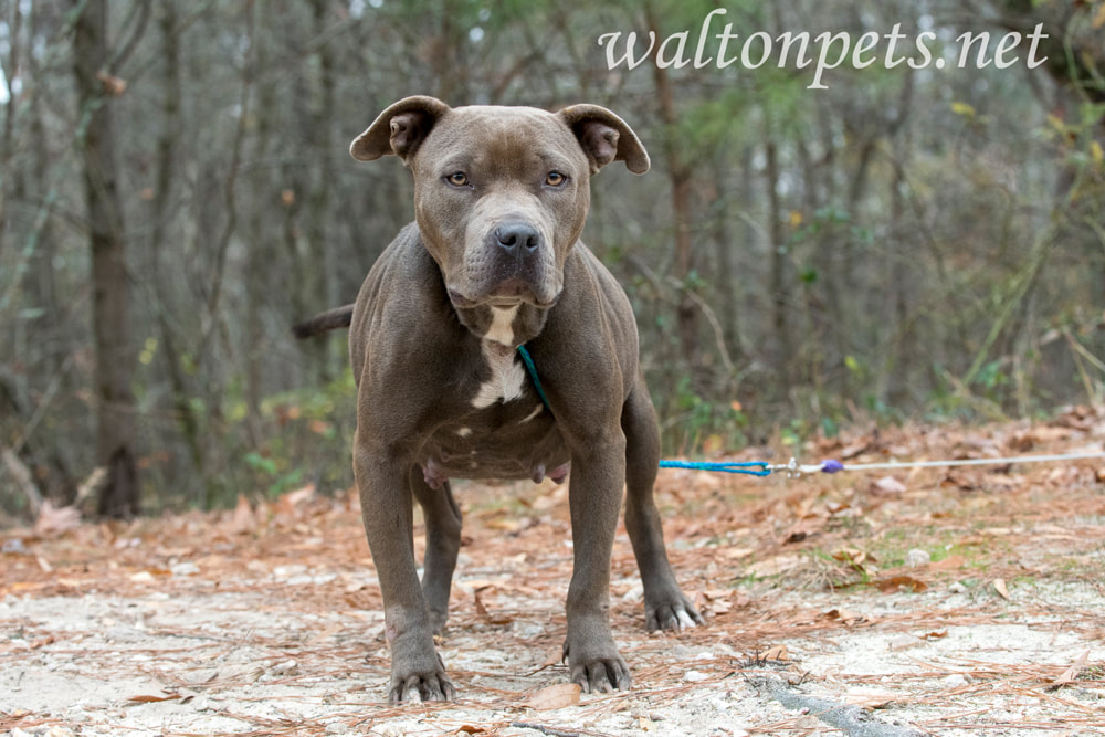 Very pregnant sad pitbull dog outside on leash Picture