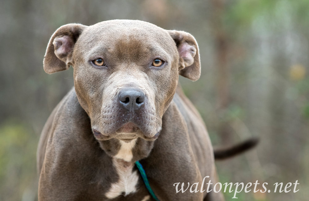 Very pregnant sad pitbull dog outside on leash Picture