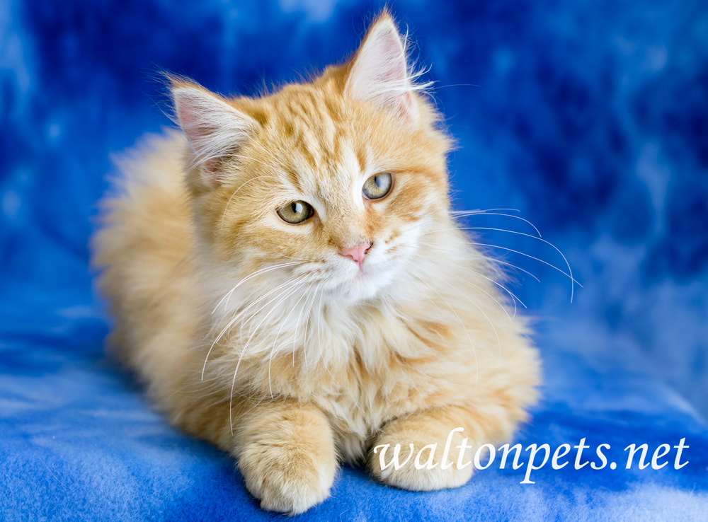 Cute fluffy orange kitten adoption photo studio portrait Picture