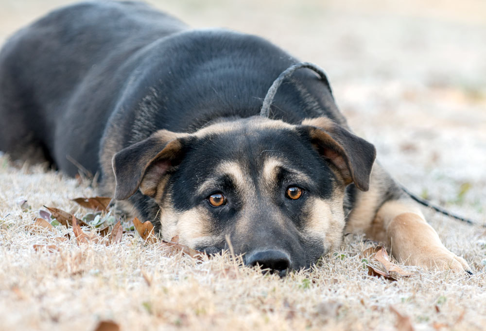 Sad German Shepherd mixed breed dog laying down in grass Picture