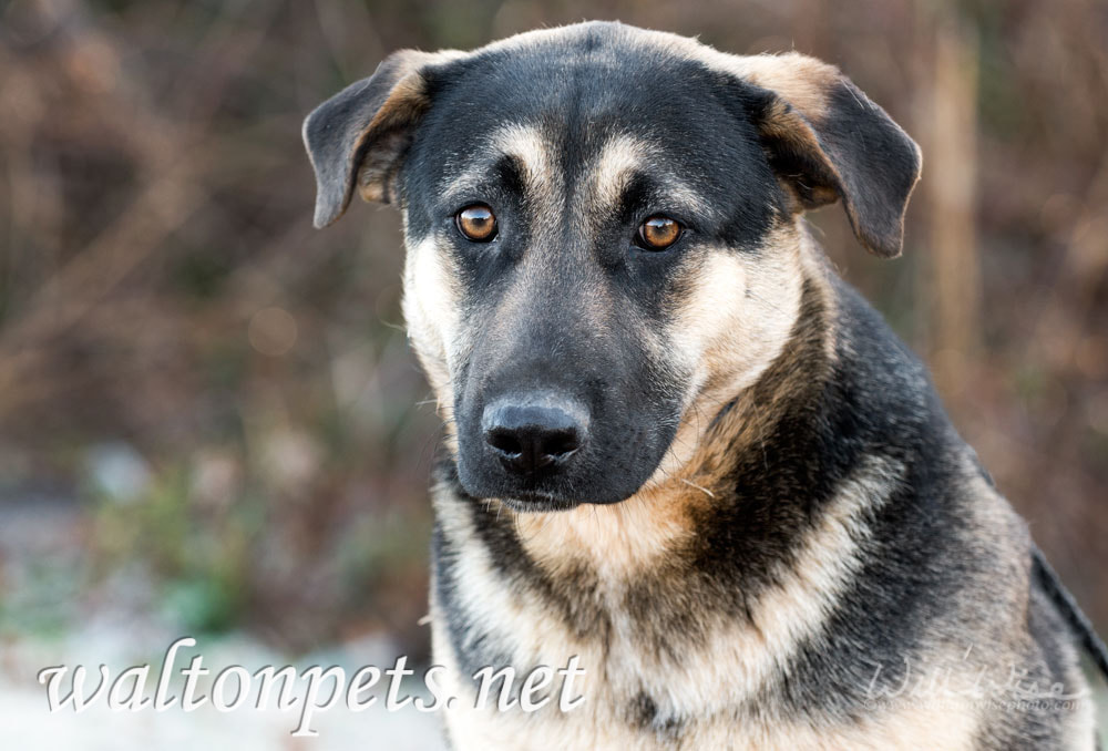 Young German Shepherd mixed breed dog adoption photo Picture