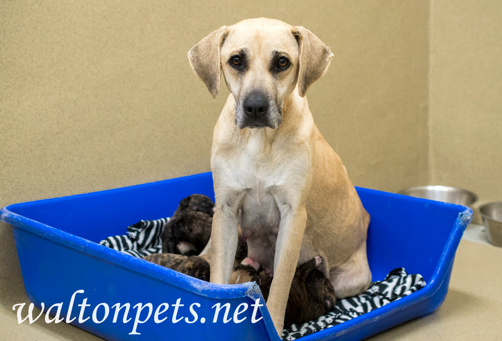 Great Dane mix dog nursing puppies in whelping box Picture