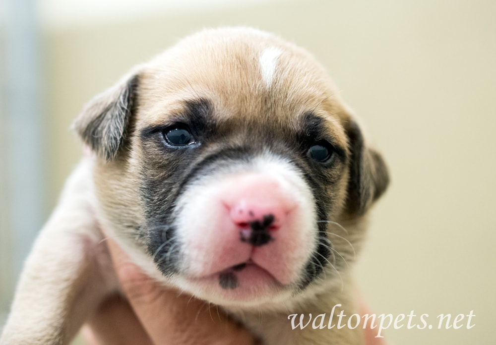 Newborn puppy Boxer mix dog Picture
