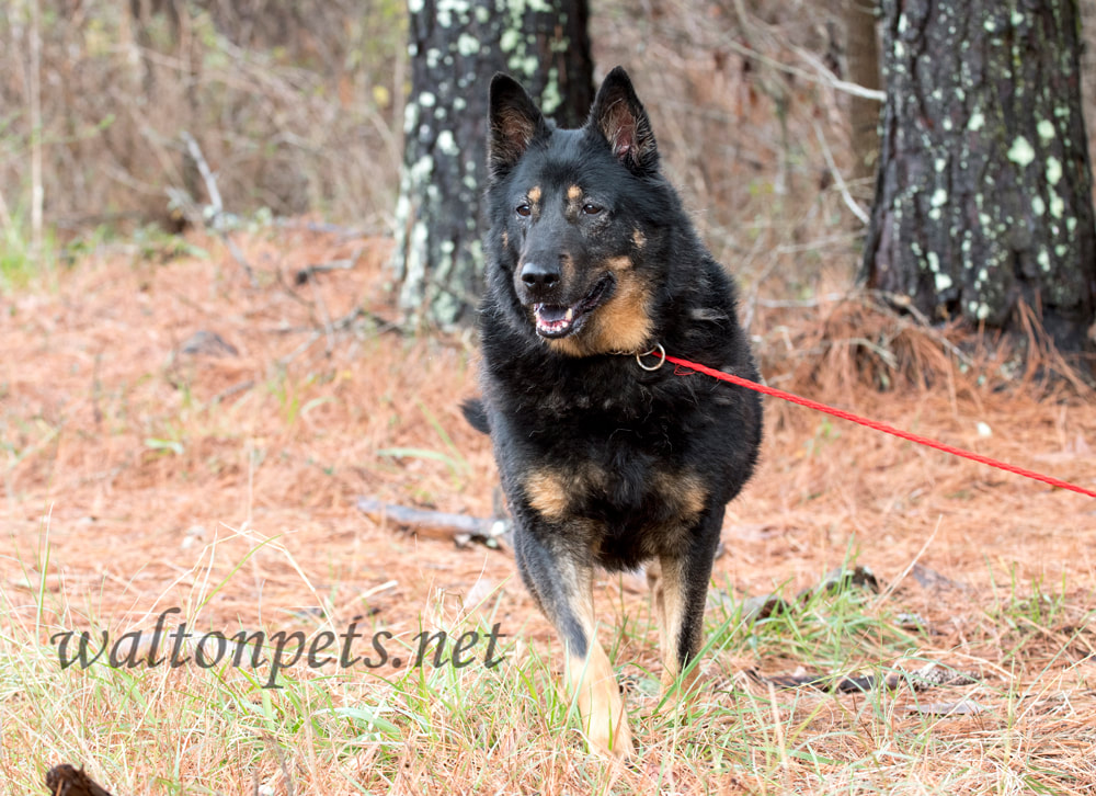 Senior black and tan German Shepherd Dog outside on leash Picture