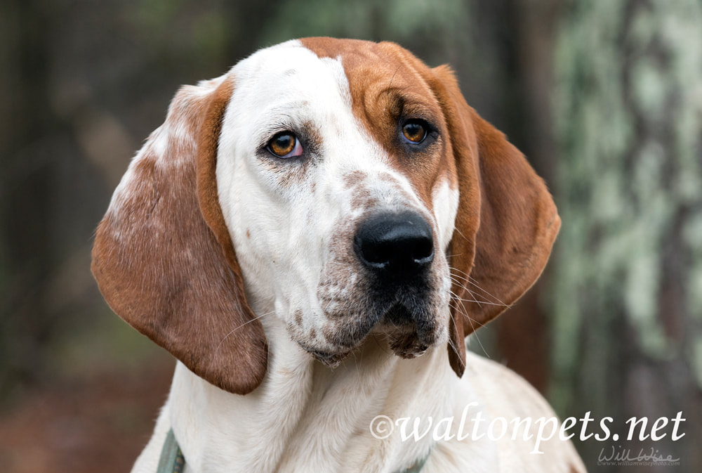 Big beautiful female Coonhound dog with floppy ears and wagging tail Picture