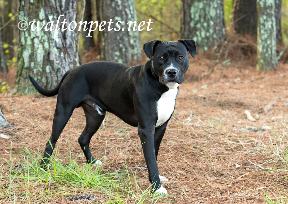 Black and White Pitbull Mastiff mixed breed dog wagging tail Picture