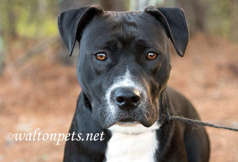 Black and White Pitbull Mastiff mixed breed dog wagging tail Picture