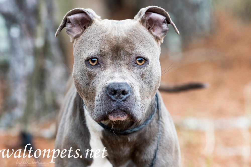 Female blue nose American Pitbull Terrier staring at camera Picture