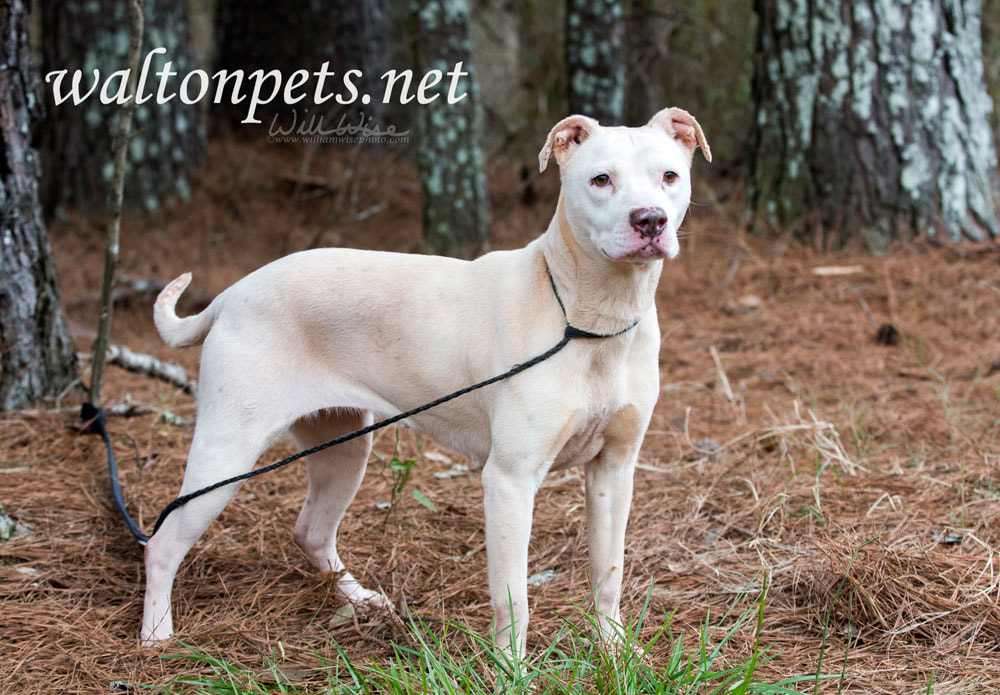 Female white American Pitbull Terrier Picture