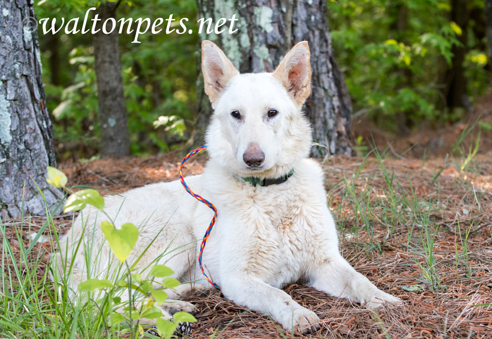 White German Shepherd Dog laying down outside in the trees Picture