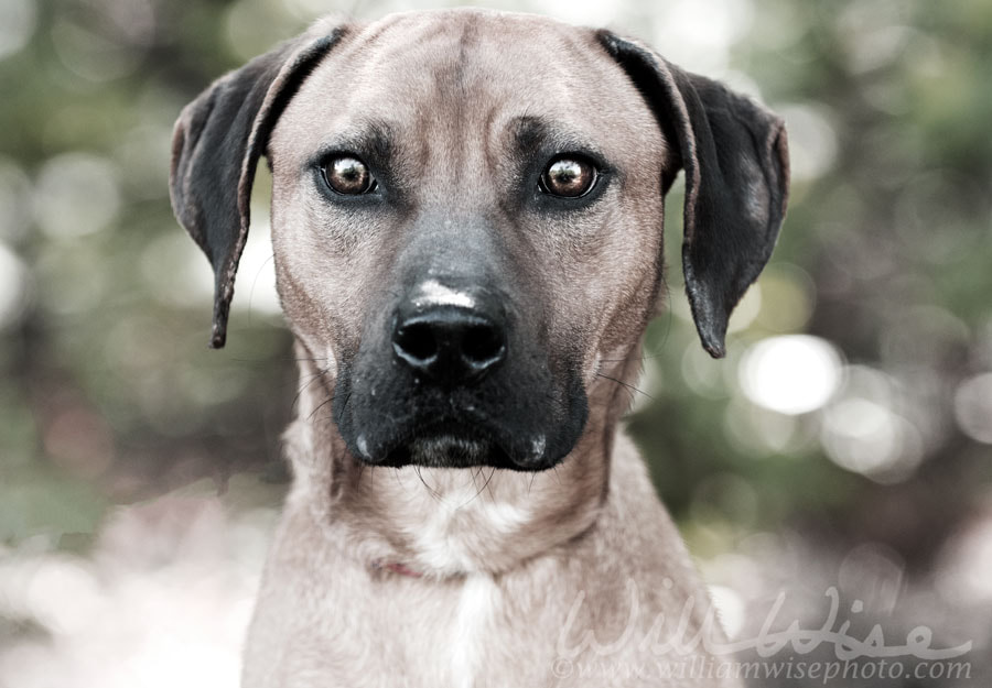 Black Mouth Cur Bear Hound Picture