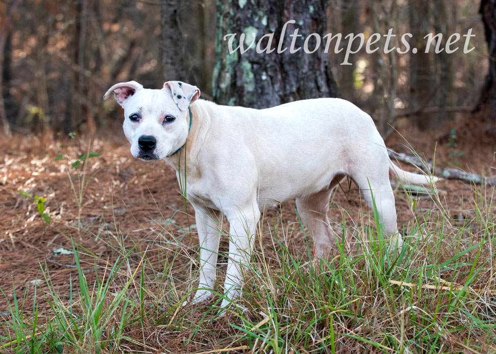 Sad female white Pit Bull Terrier dog Picture