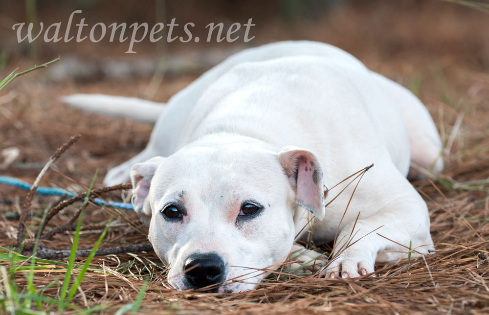 Cute female white Pit Bull Terrier dog laying down wagging tail Picture