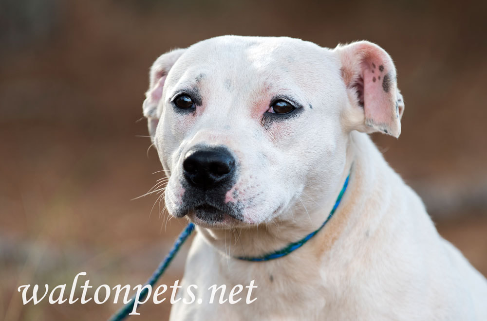 Sad female white Pit Bull Terrier dog Picture