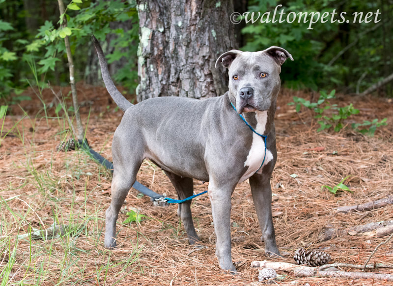 Blue Pitbull Terrier dog named sky outside on leash for waltonpets dog rescue pet adoption photo blog Picture