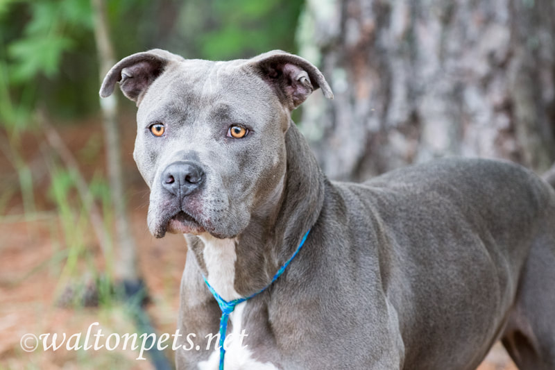 Blue Pitbull Terrier dog outside on leash Picture