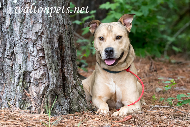 Shepherd Pitbull mutt dog laying down outside on leash Picture