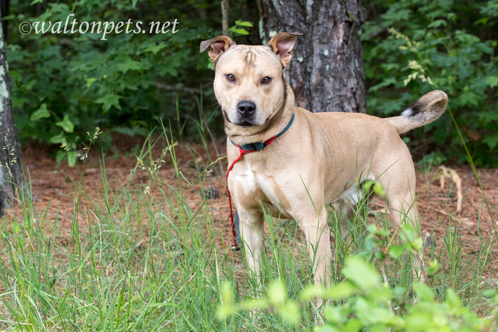 Tan male Shepherd Pitbull mix dog rescue adoption pet photo blog waltonpets Picture