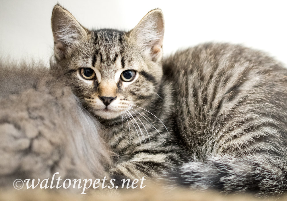 Brown tabby male kitten adoption photo Picture