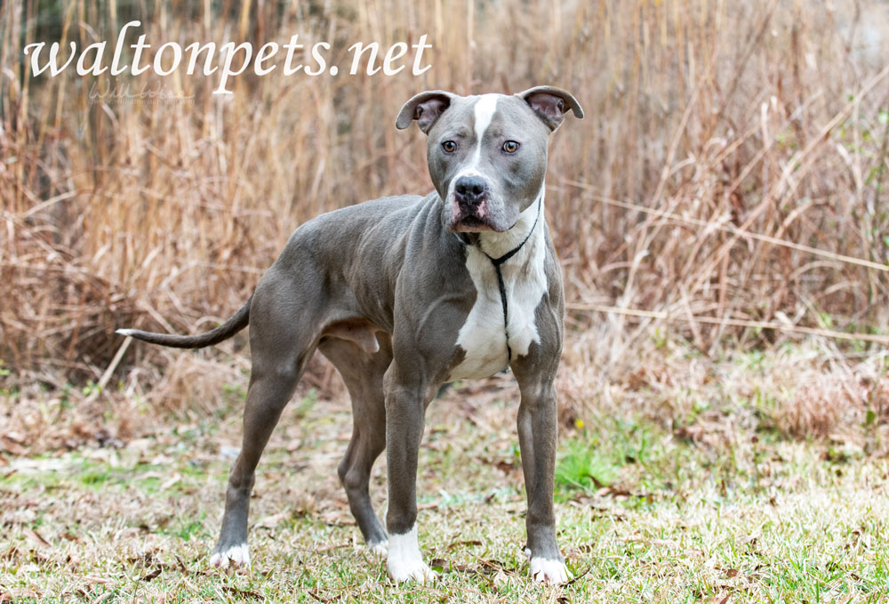 Neutered male blue and white American Pitbull Terrier Picture